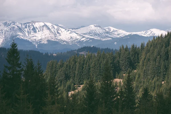 Paesaggio primaverile con montagne innevate e bosco di abeti rossi — Foto Stock