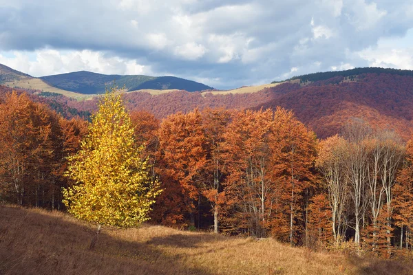 Autumn forest on mountain slopes — Stock Photo, Image