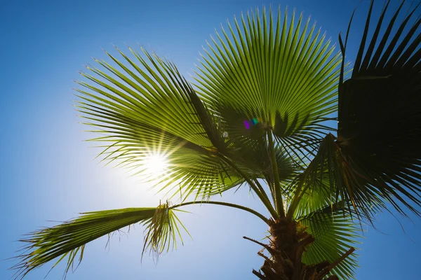 Palm leaves against the blue sky and sun Stock Picture