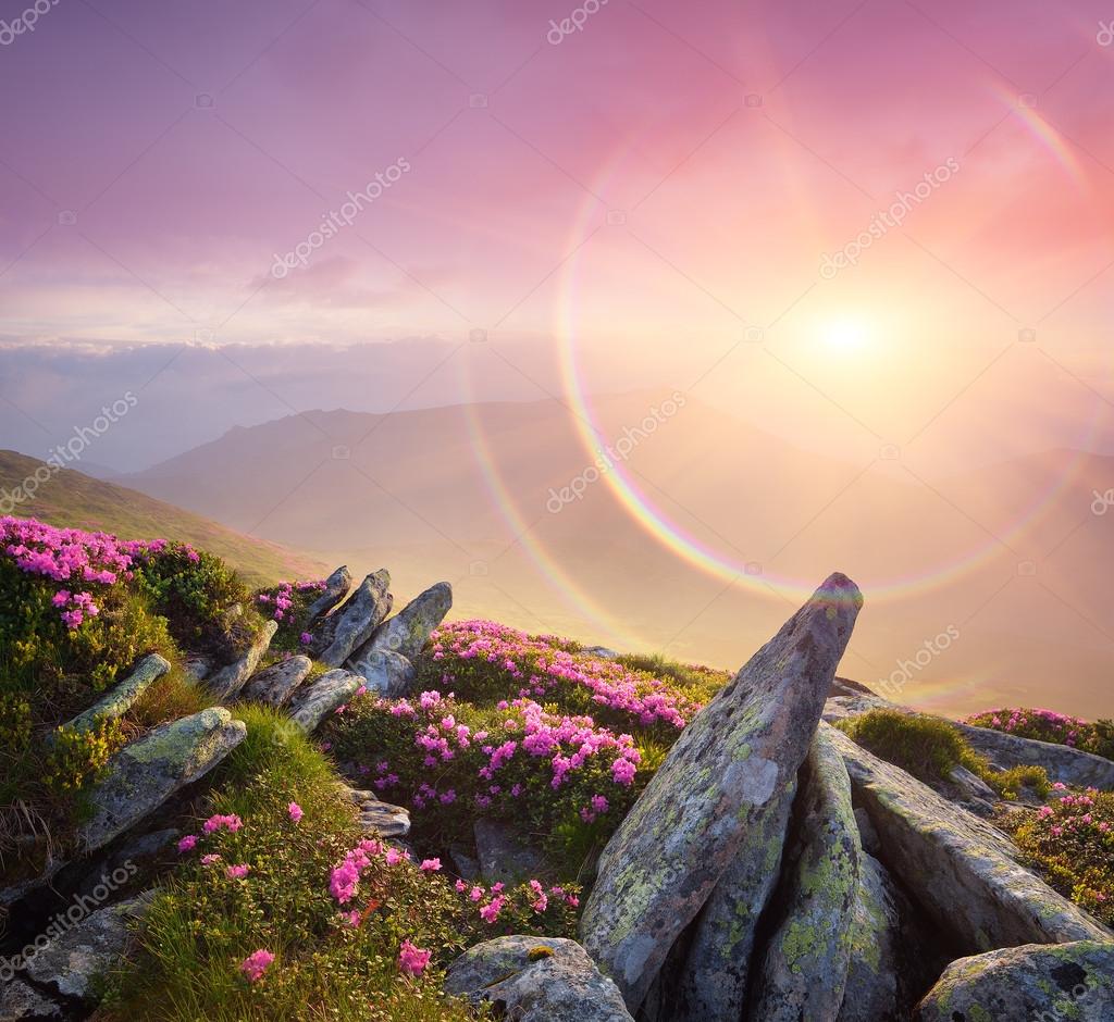 Summer Landscape With A Beautiful Sunrise And Mountain Flowers Stock Photo Image By C Kotenko
