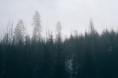 Ormanda sis var. Renkli fotoğraf