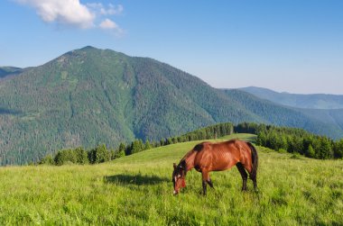 Dağlardaki bir çayırda kahverengi at. Güneşli yaz manzara