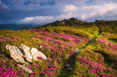 Dağlarda çiçekler ve yürüyüş parkuru ile yaz manzara