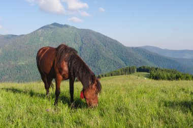 Karpatlar bir dağ çayırında otlayan kahverengi at