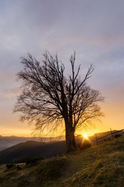 Dağ köyünde eski ağaç ve batan güneş