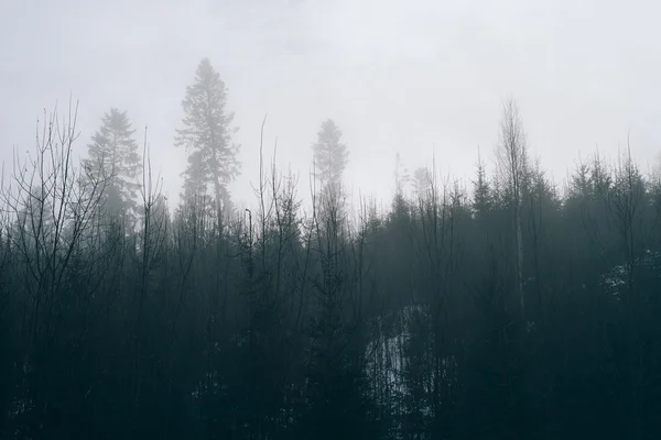 Fog in the forest. Tinted photo — Stock Photo, Image