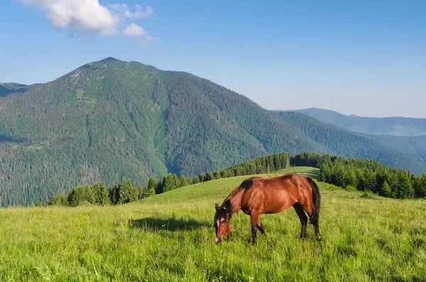 Brown horse in a pasture in mountains. Summer landscape on sunny — Stock Photo, Image