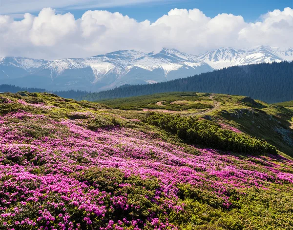 Paysage estival avec des pentes de montagne fleuries — Photo