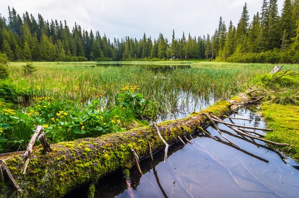 Paysage estival avec un lac dans les bois — Photo