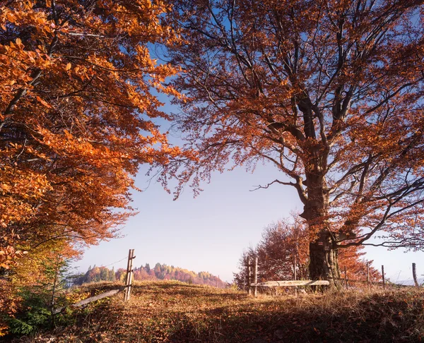 Осенний пейзаж с лесной дорогой и воротами — стоковое фото