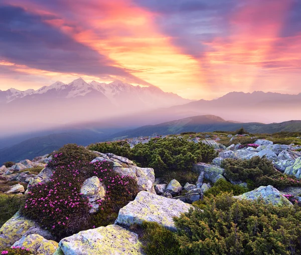 Belo nascer do sol nas montanhas. Paisagem de verão com rosa f — Fotografia de Stock