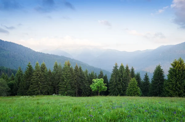 Summer landscape with a maple tree in the mountains — Stock Photo, Image
