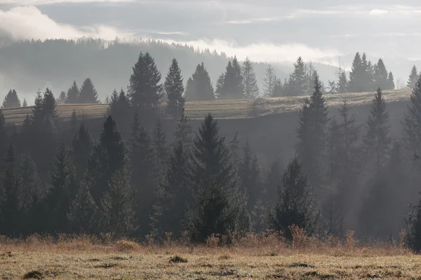 산에 전나무 숲과가 풍경 슬로프 — 스톡 사진