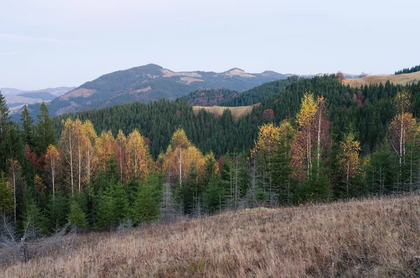 Пейзаж з осіннім лісом на схилі пагорба — стокове фото