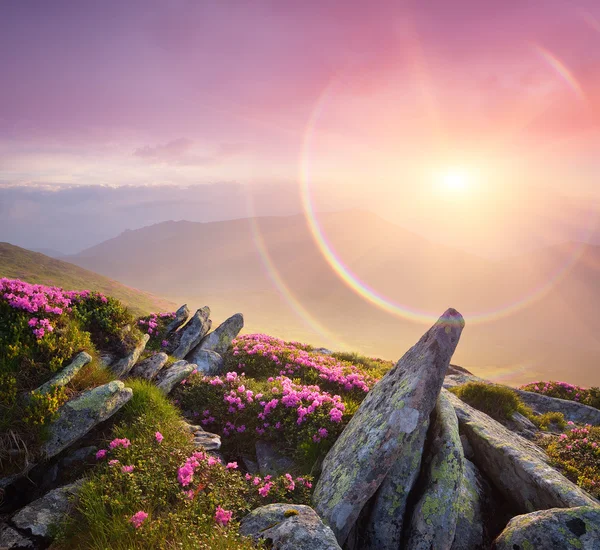 Paysage estival avec un beau lever de soleil et des fleurs de montagne — Photo