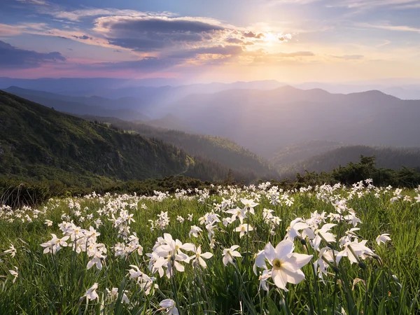 Glade med vita blommor i bergen — Stockfoto