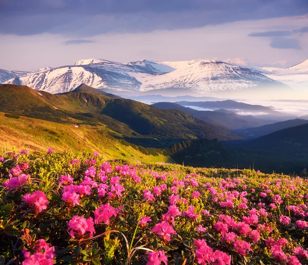 Summer landscape with flowering mountain slopes — Stock Photo, Image