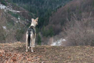 Dağlarda bir tepe üzerinde gri köpek standları