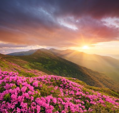 Gün batımında pembe çiçeklerle dağ manzarası