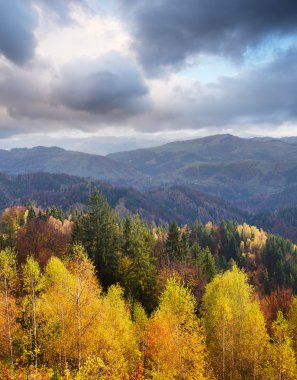 Sonbahar yatay, huş ağacı orman dağlarda