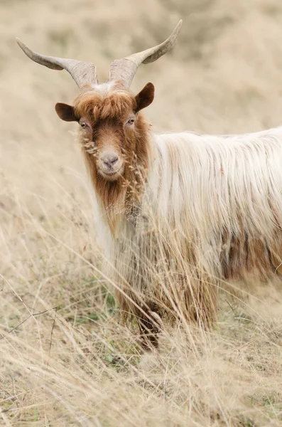 Portrait de chèvre rousse sur le pâturage — Photo