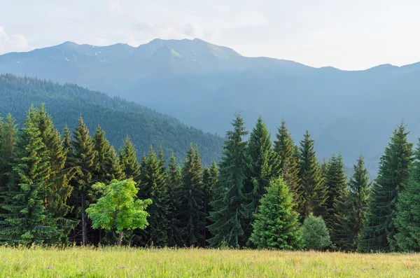 Dağlarda bir akça ağaç, yaz yatay — Stok fotoğraf