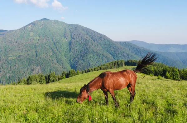 Brun häst i en betesmark i bergen — Stockfoto