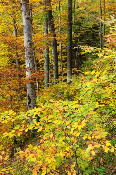 Осенний пейзаж в буковом лесу — стоковое фото