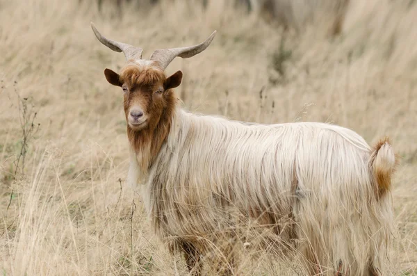 Портрет рыжеволосой козы на пастбище — стоковое фото