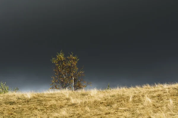 Осенний пейзаж с деревом и бурным небом — стоковое фото