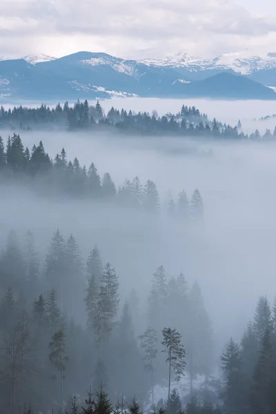 Horská krajina s lesem a mlha — Stock fotografie