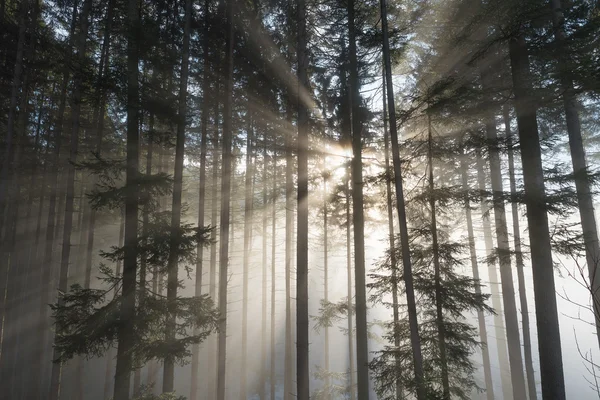 Puslu bir ormanda güneş ışınlarının — Stok fotoğraf