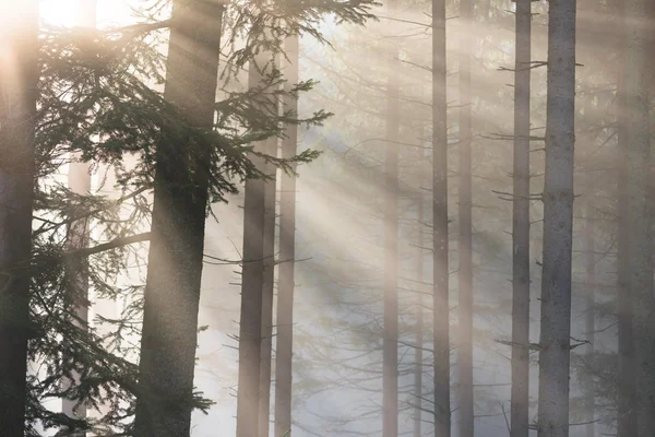 Raios do sol em uma floresta nebulosa — Fotografia de Stock