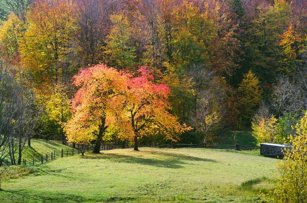 Bir dağ köyünde güneşli havalarda sonbahar manzara — Stok fotoğraf