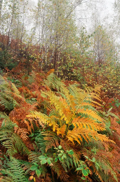 Paisaje otoñal en el bosque con helechos — Foto de Stock