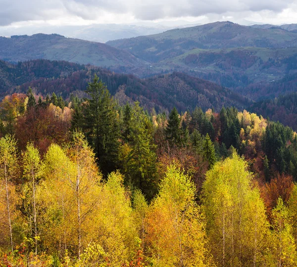 Осінній пейзаж з березовим лісом у горах — стокове фото