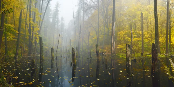 Paysage d'automne avec un lac forestier — Photo