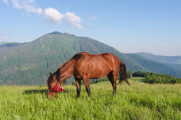 Braunes Pferd auf einer Weide in den Bergen. Sommerlandschaft an sonnigen Tagen — Stockfoto