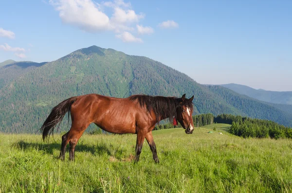 Cavalo castanho em um pasto em montanhas. Paisagem de verão no dia ensolarado — Fotografia de Stock