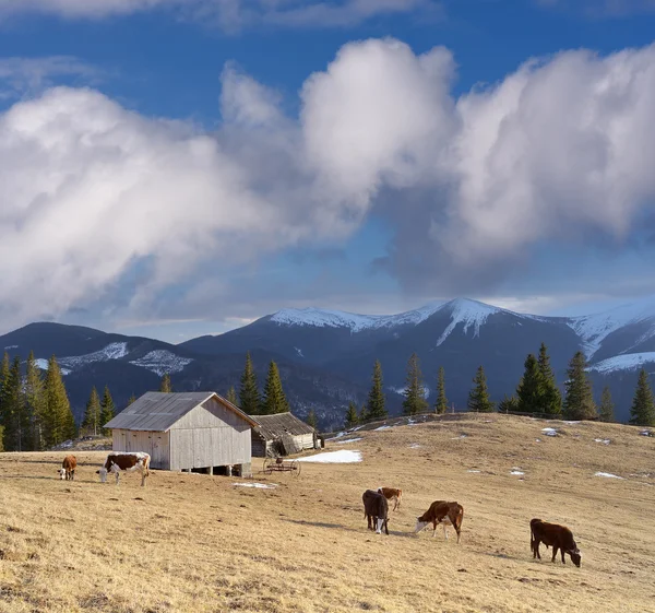 Spring landscape with cows in the mountain village — Stock Photo, Image