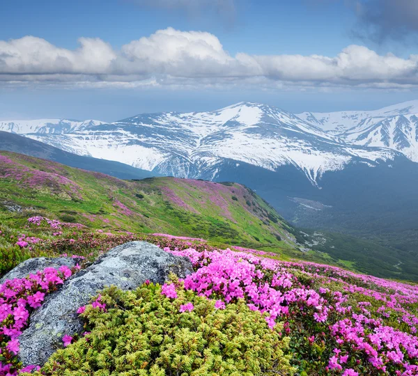 산에서 분홍색 꽃과 여름 풍경 — 스톡 사진