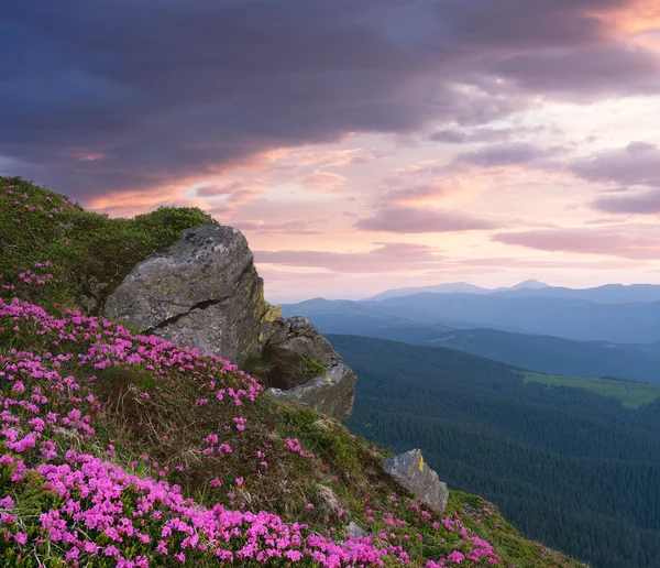 Літній пейзаж з рожевими квітами в горах — стокове фото