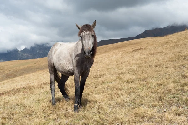 Cavalo cinzento nas montanhas — Fotografia de Stock