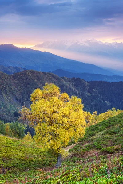 산에서 아름 다운 나무와가 풍경 — 스톡 사진