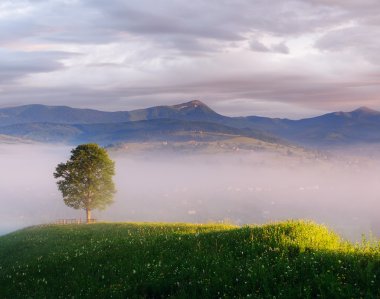 bir dağ köyünde yalnız ağaç 