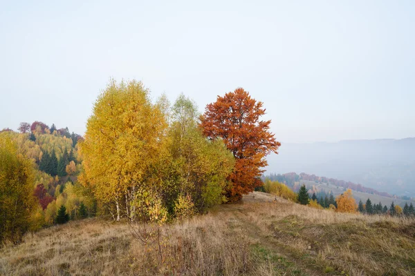 Paesaggio autunnale con alberi sulla collina — Foto Stock