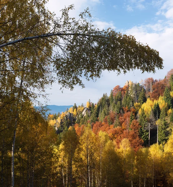 Paisagem de outono em uma floresta de montanha — Fotografia de Stock