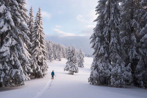 Caminando en el bosque de invierno — Foto de Stock