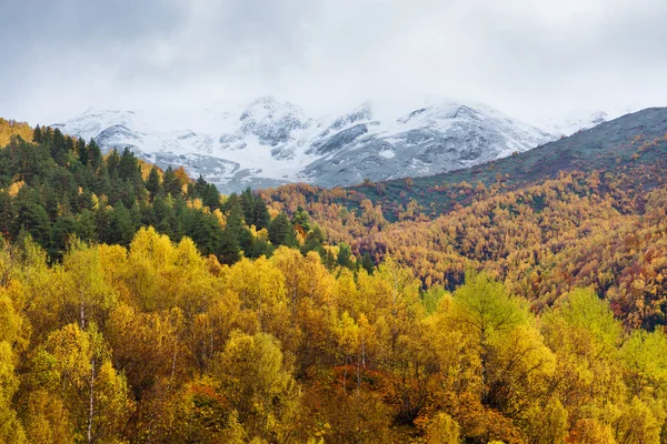 Outono Paisagem com floresta de bétula nas montanhas — Fotografia de Stock