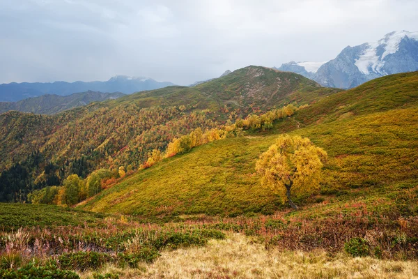 Осенний пейзаж с березой в горах Грузии — стоковое фото